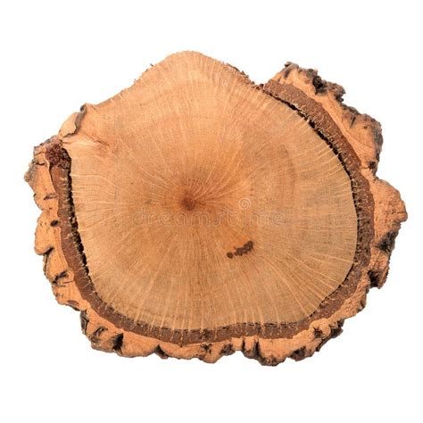 Wood Log Slice Stock Image Image Of Rough Macro Detail 98901307