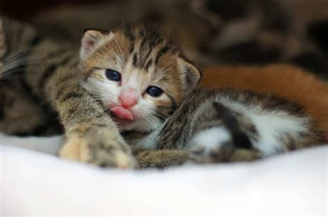 Kitten Development Week By Week Weeks 1 To 8 Cat World