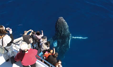 Whale Watching Cruise 25 Hours Main Beach Gold Coast Adrenaline