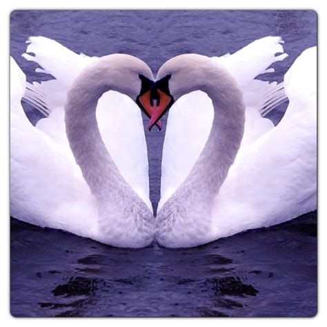 Cisnes Heart In Nature Swan Love Animals