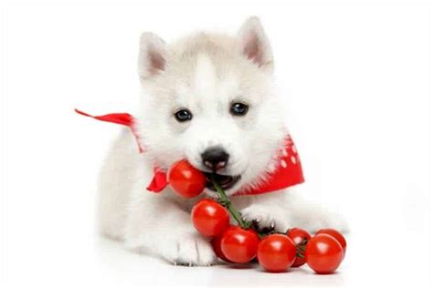Can Dogs Eat Tomatoes Are Tomatoes Bad For Dogs Pet Diet Guide