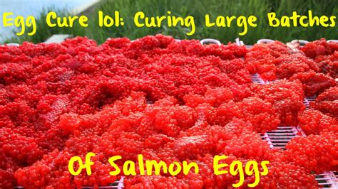 Egg Curing Curing Large Batches Of Salmon Eggs Youtube