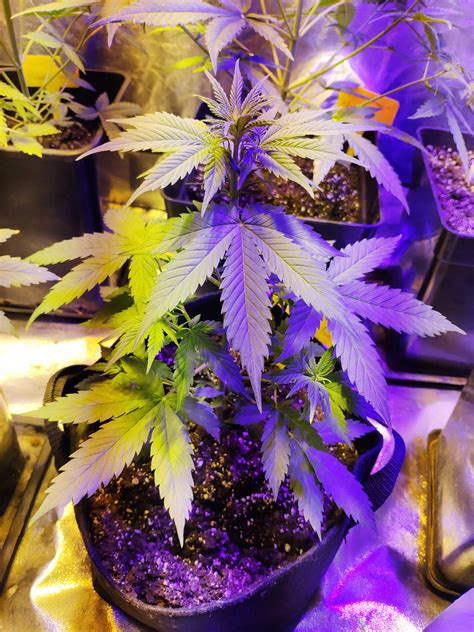 Dinafem White Widow Xxl Auto Grow Diary Journal Week4 By Fruitdealer