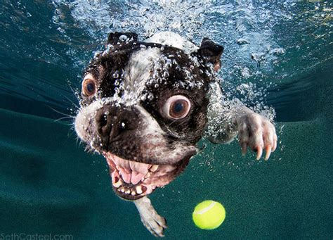 Underwater Dogs Is Back With More Funny Dog Pictures