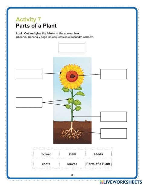 Parts Of A Plant Exercise For Grade 2 Parts Of A Plant Pre Algebra