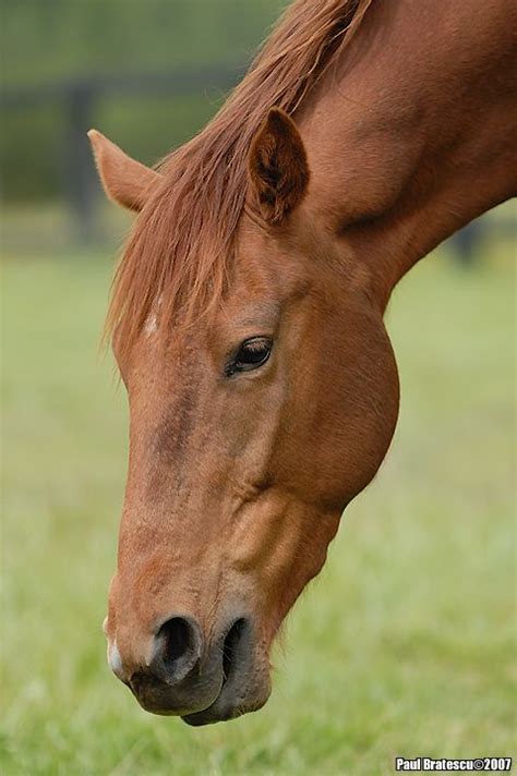 By Paul Bratescu Chestnut Horse Horse Photography Horses