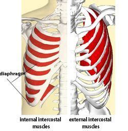 There are five muscles that make up the thoracic cage; Intercostal Muscle Strain - Physiopedia in 2020 ...