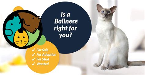 Balinese Cat Breed Ukpets