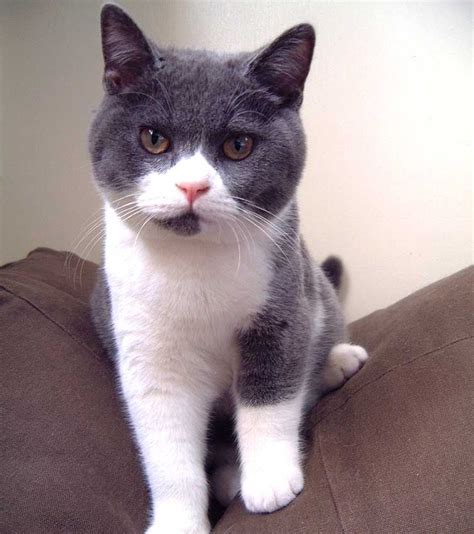 British Shorthair Tuxedo Cat Tuxedo Cat Facts And Information Cat