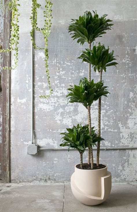One suggestion is to place the plant in a small pot with drainage, then place it all within a larger pot; Pin on OUR HOUSE | Plants and Art