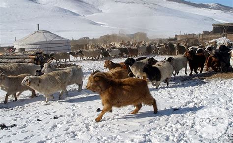 Монгол улсын малын тоо толгой 70 саяыг давлаа - Өглөө.мн