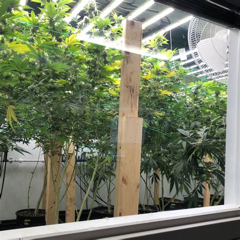 Indoor Grow Rooms Cannabis Grow Room Wall Panels