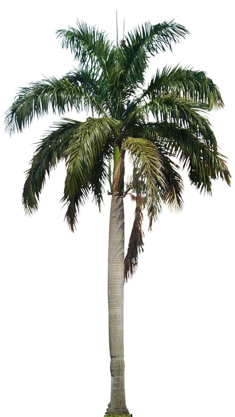 Tropical Plant Pictures Roystonea Regia Royal Palm