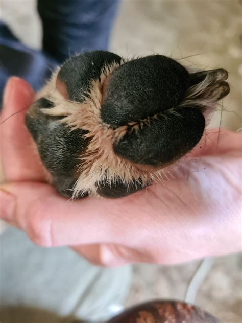 Your Guide To Preventing and Treating Cracked & Dry Paws On Dogs - PawSafe