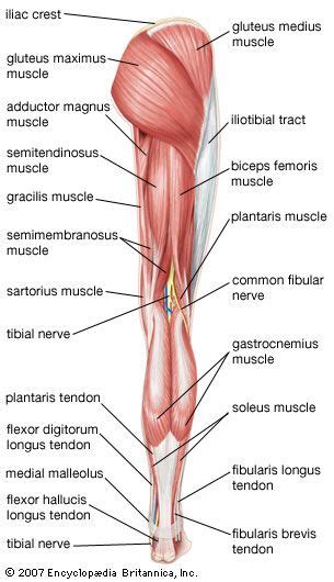 First a few words about anatomy: human muscle system | Body anatomy, Muscle anatomy, Yoga ...