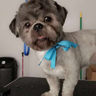 At a cut above pet salon we strive for perfection. The 10 Best Dog Groomers Near Me (with Prices & Reviews)