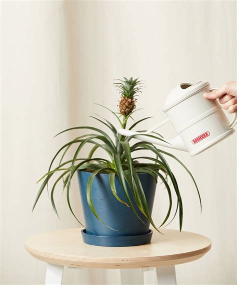 Bloomscapebromeliad Pineapplemdwatering Can Mother Plant Plant Mom