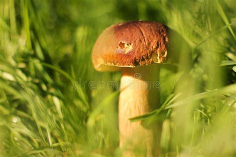 White Mushroom In The Grass The Mushroom Is Illuminated By The Sun