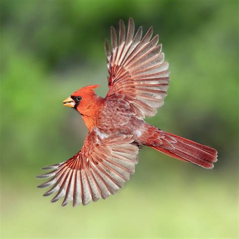 Male Cardinal In Flight Photograph By Scott Bourne Pixels