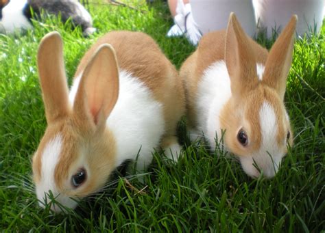 Petsnearme is on a mission to find homes for these pets. Dutch For Sale | Rabbits | Breed Information | Omlet