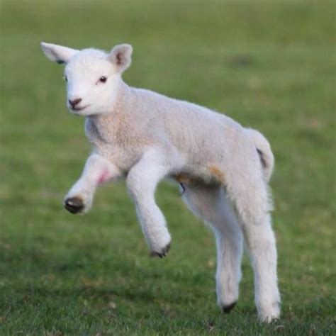 Pin By Laura Serecin On Cute And Cuddly Animals Lamb Spring Lambs
