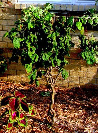 It is an important component of the hedgerows that were the traditional field boundaries in lowland england. Click for more photos