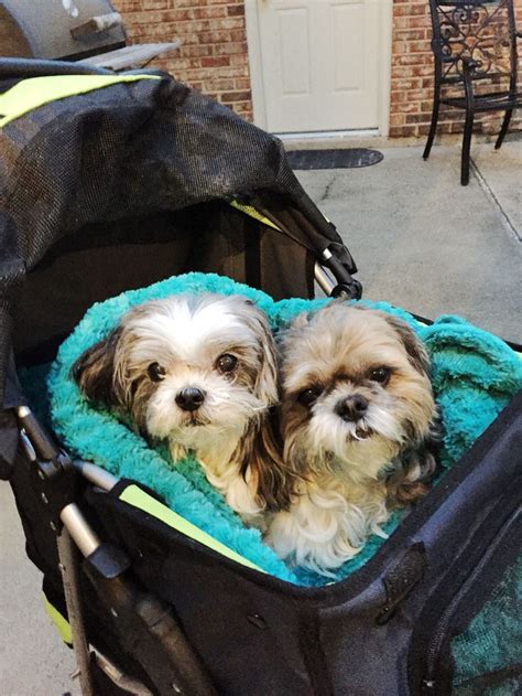 Shih Tzus Out For A Stroll Shih Tzu Names For Boys And