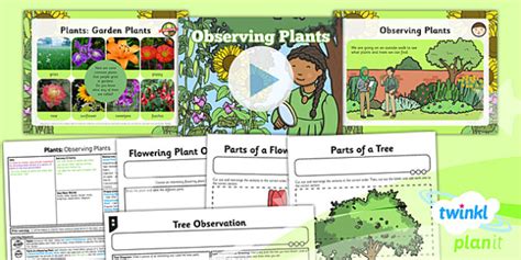 Bonus lesson plan for kinder for whole year. Science: Plants: Observing Plants Year 2 Lesson Pack 1