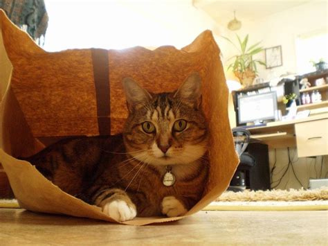 Cat In A Bag 2 Cute Cats Hq Pictures Of Cute Cats And Kittens Free