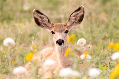 Precious Mule Deer Fawn Among Wildflowers Tonys Takes Photography