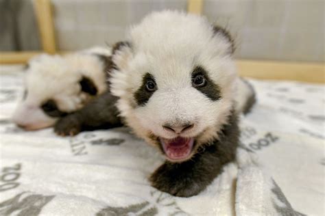 Berlin Zoo Baby Panda Twins