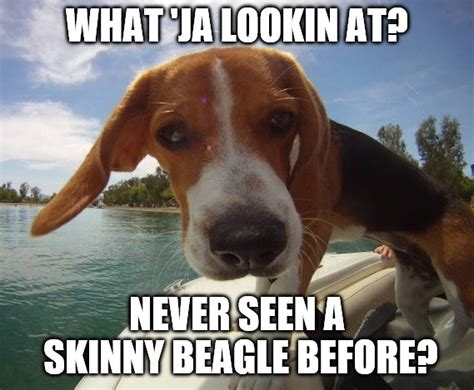 23 Funny Beagle Memes That Will Make You Laugh Haha Humor Pics