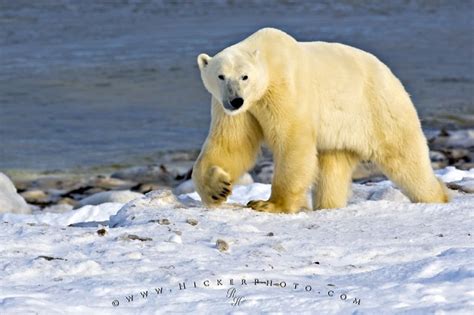 Polar Bear Arctic Habitat Hudson Bay Canada Photo Information