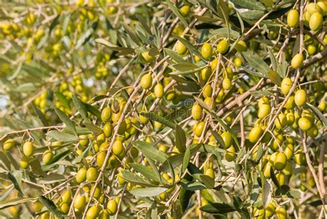 Olive Tree With Ripe Green Olives Stock Photo Image Of Harvest