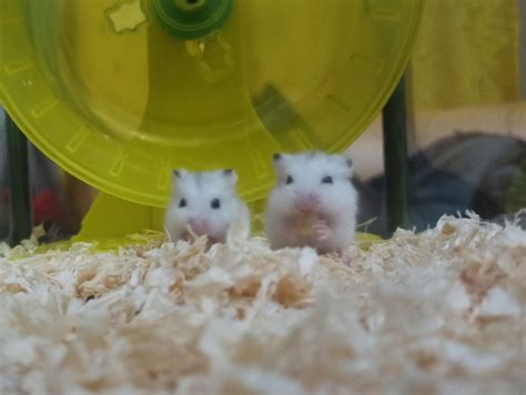 Hamster Roborovski Husky White Face Good Quality Perlengkapan Hewan