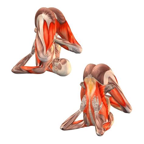 The base asana balances your body on the head's crown while supporting your head with your. Supported embryo pose - Salamba Pindasana - Yoga Poses | YOGA.com | Yoga Asanas | Pinterest ...