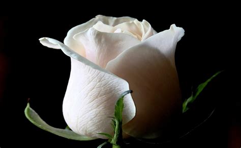 5 Filosofi Bunga Mawar Putih Yang Punya Makna Tersembunyi