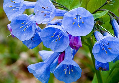 Our delivery range includes many areas of northern virginia. Virginia Bluebells at Great Falls National Park ...
