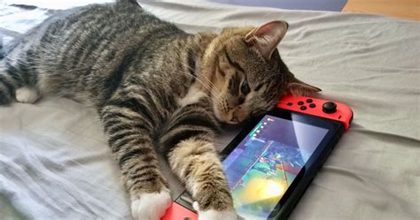 Your Cat Can Play Video Games Too With "Mew And Me" - bijden-boer.com