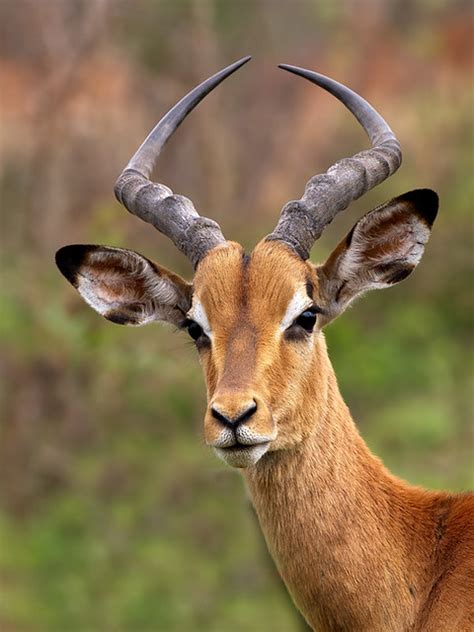The sable antelope (hippotragus niger) is a type of goat and another of our list of african horned animals. Impala Buck | Flickr - Photo Sharing!