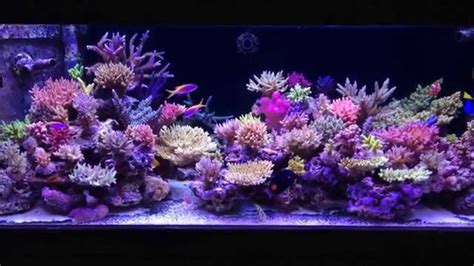 Krzysztof Trycs Reef Tank System With Np Reducing Biopellets Part 2