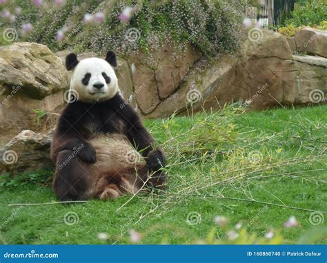 Red Panda Sitting On A Branch Royalty Free Stock Photo Cartoondealer