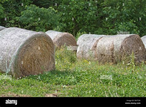 Round Bales Of Hay In A Farm Field Stock Photo Alamy