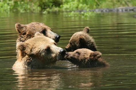 19 Mother Bears And Their Adorable Cubs