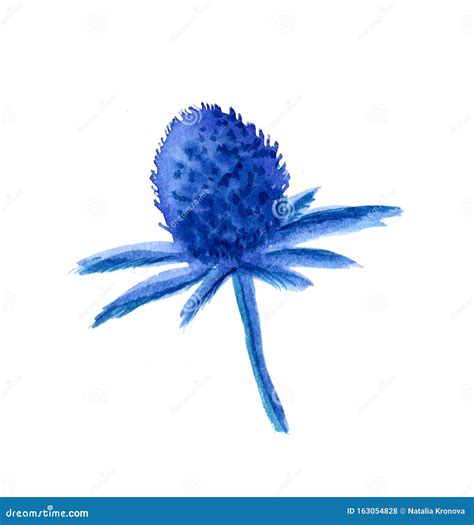 Watercolor Blue Flower Eryngium Maritimum Feverweed Botanical Hand
