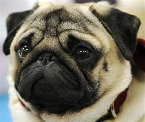 Pugs Bulldogs Are Most Prone To Dying While Flying