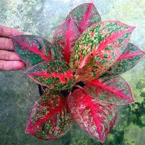 Take additional care when planting, pruning and around children and pets. Bonsai 50pcs Mix Caladium Flower Colorful Coleus Potted ...