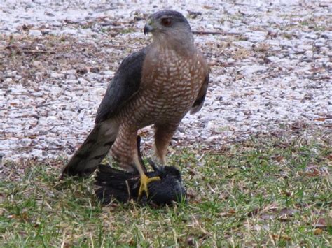 Chicken Hawk Flickr Photo Sharing