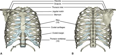 The rib cage, shaped in a mild cone shape and more flexible than most bone sets, is made up of varying elements such as the thoracic vertebra, 12 the twelve pairs of ribs, which are embedded within the walls of the muscular structures, attach in the posterior to a thoracic vertebra. 3: The Thorax | Pocket Dentistry