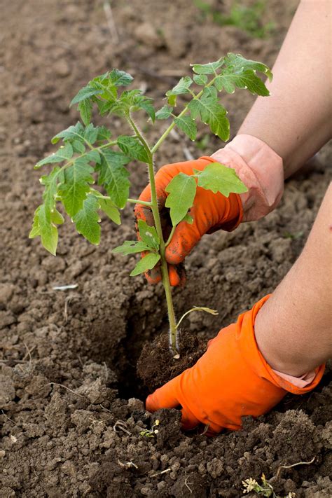 Growing Tomato Plants From Seeds Indoors